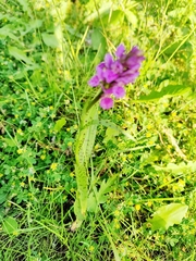 Dactylorhiza purpurella