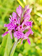 Dactylorhiza purpurella