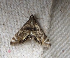 Petrophila canadensis