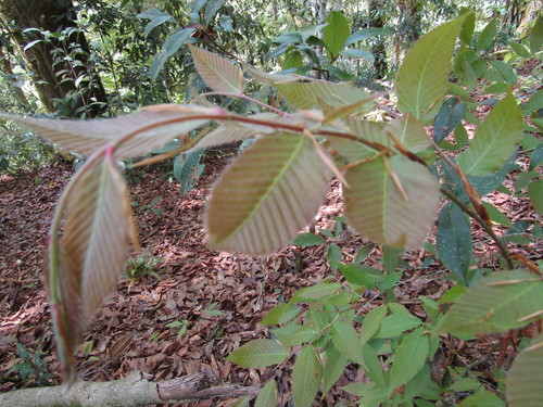 Mexican beech