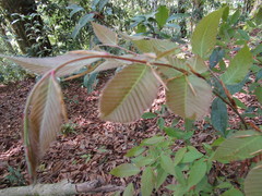 Fagus mexicana