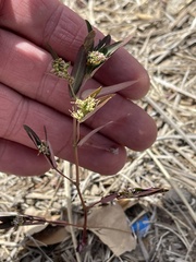 Euphorbia hypericifolia