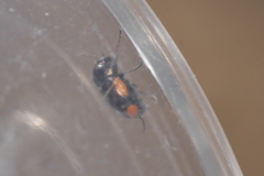 Cryptocephalus moraei