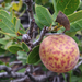 Golden Oak Apple Gall Wasp - Photo (c) Damon Tighe, some rights reserved (CC BY-NC), uploaded by Damon Tighe