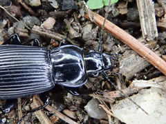 Pterostichus niger