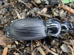 Pterostichus niger