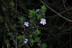 Prostanthera densa