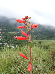 Lamourouxia rhinanthifolia