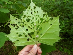 Neochlamisus platani