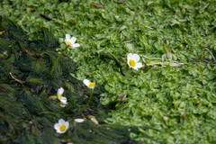 Ranunculus penicillatus
