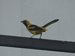 Icterus mesomelas