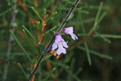 Prostanthera densa