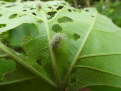 Neochlamisus platani