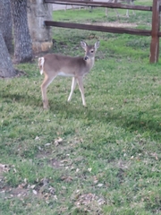 Odocoileus virginianus