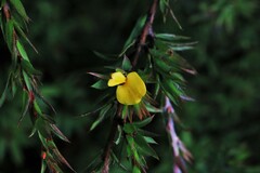 Pultenaea villifera