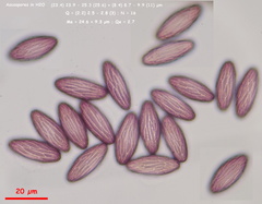 Ascobolus furfuraceus