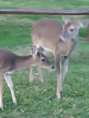 Odocoileus virginianus