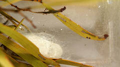 Anthela rubeola