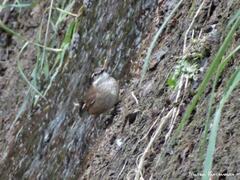 Cinclodes olrogi