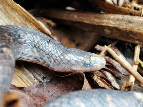 Photo of a St. Marta's Ground Snake (Atractus sanctaemartae)