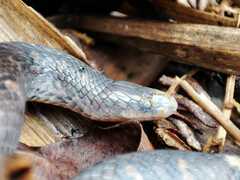 Atractus sanctaemartae