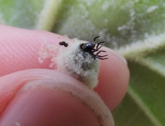 Neochlamisus platani