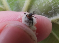 Neochlamisus platani