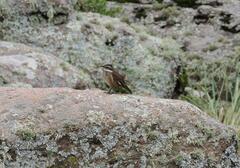 Cinclodes olrogi