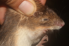 Heteromys pictus