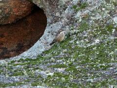 Cinclodes olrogi