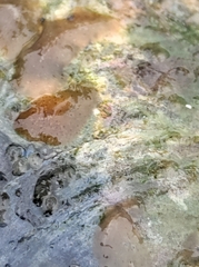 Kaburakia excelsa