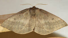 Anthela rubeola