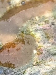 Kaburakia excelsa