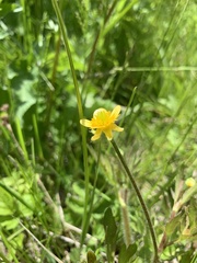 Ranunculus macounii