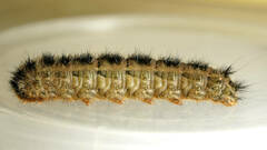 Anthela rubeola