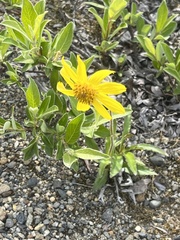 Arnica griscomii