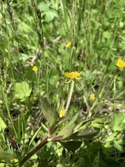 Ranunculus macounii