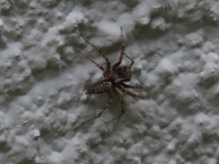 Textrix denticulata