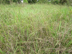 Bromus pitensis
