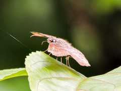 Antigonus erosus