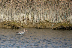 Limosa limosa