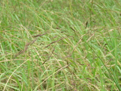 Bromus pitensis