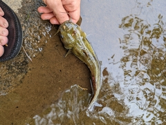 Ameiurus platycephalus