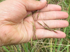 Bromus pitensis