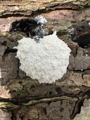Fuligo septica candida