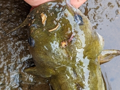 Ameiurus platycephalus