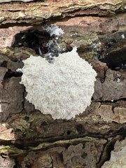 Fuligo septica candida