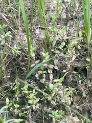 Lindernia anagallidea