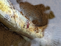 Ameiurus platycephalus