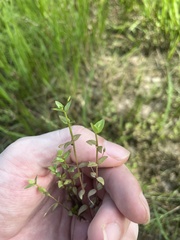 Lindernia anagallidea